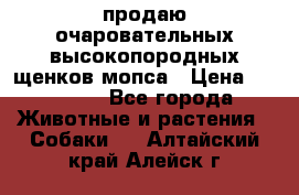 продаю очаровательных высокопородных щенков мопса › Цена ­ 20 000 - Все города Животные и растения » Собаки   . Алтайский край,Алейск г.